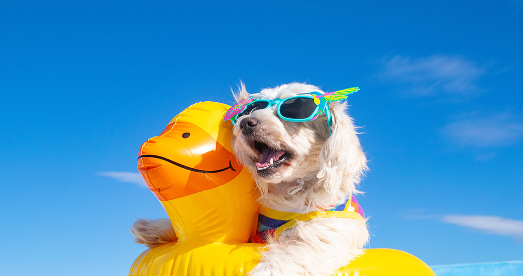 Hund mit Schwimmring im Urlaub